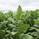 Tobacco