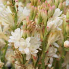 Tuberose