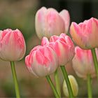Tulip