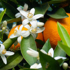 Tunisian orange blossom