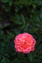 Turkish Rose