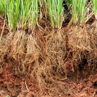 Vetiver