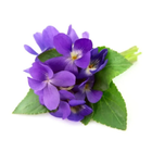 Violet leaf