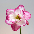 White Amaryllis