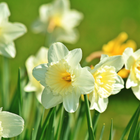 White Daffodil