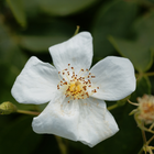 White musk