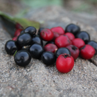 Wild berries