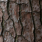 Woody