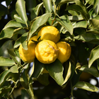 Yuzu