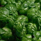 basil