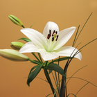 Lily